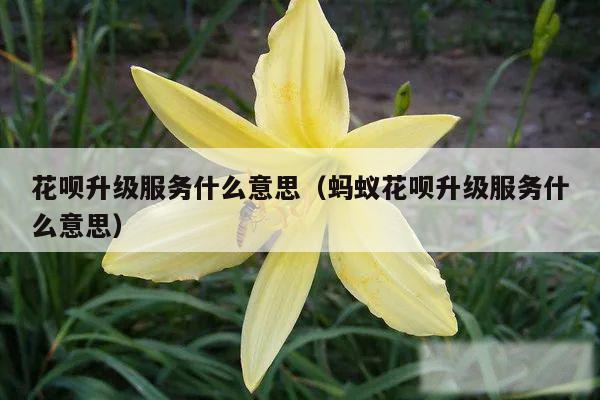 花呗升级服务什么意思(蚂蚁花呗升级服务什么意思)